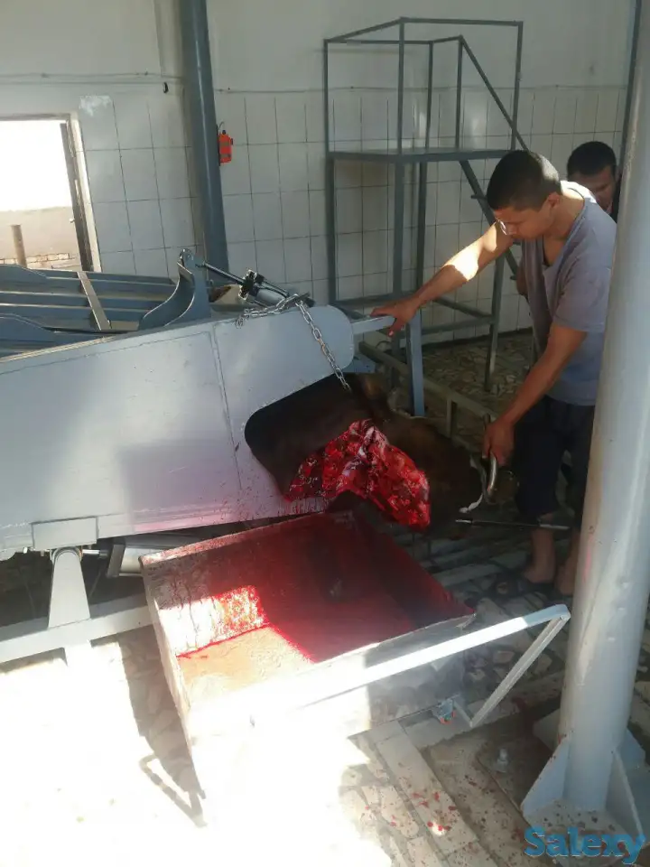 Оборудование для скотобойни (мясобойня) производительностью 20 голов в смену, фотография 3