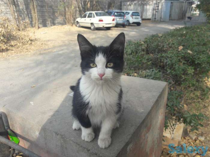 Красивый черно-белый котенок., фотография 1