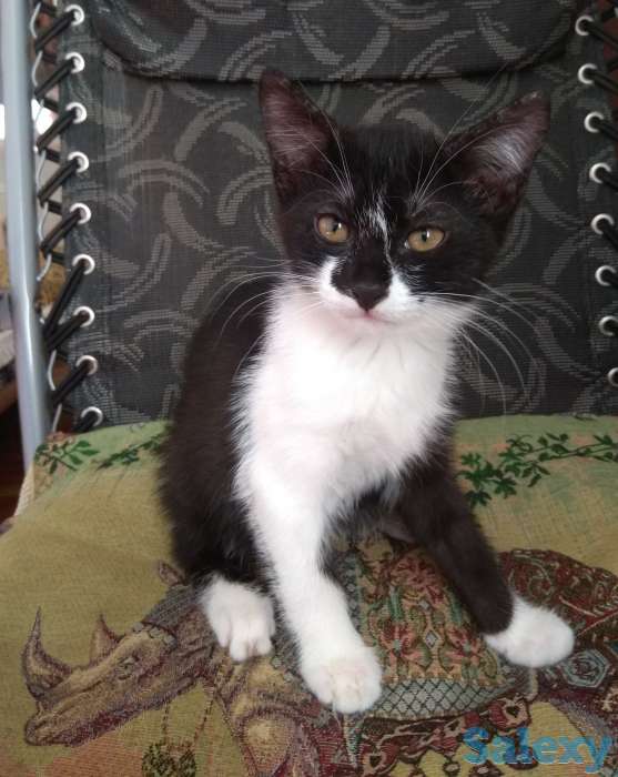 Отдам хорошеньких котят в добрые руки, фотография 10