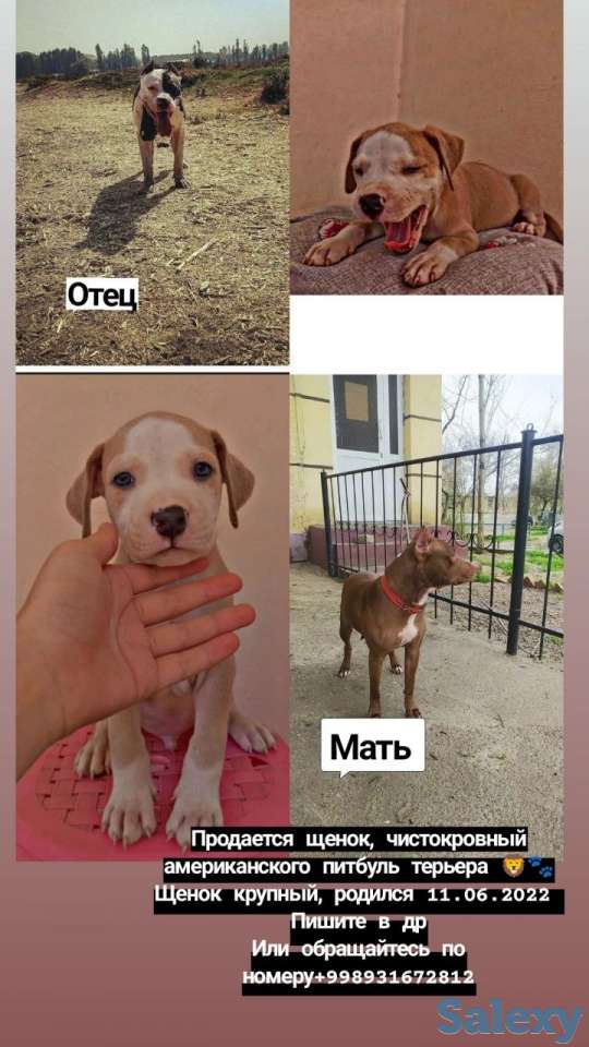 Собака, фотография 1