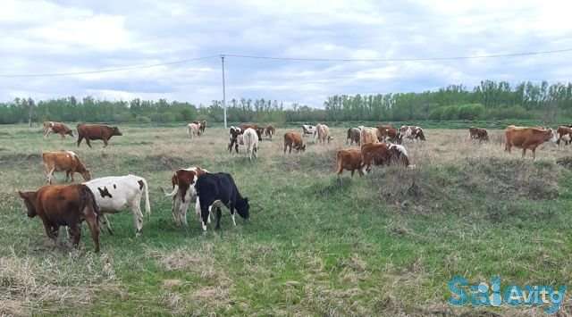 коровы, нетели,телки симментальской породы 2020 года, фотография 1