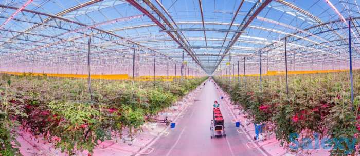 Россияда сабзавот терувчи керак, фотография 2