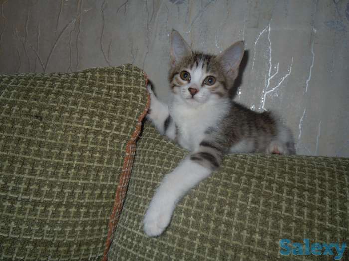 Отдам хорошеньких котят в добрые руки, фотография 8