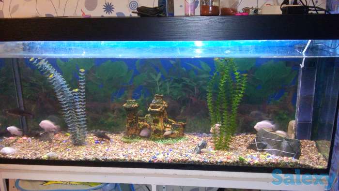 Аквариум, фотография 1