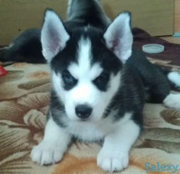 Щенки Сибирской Хаски, фотография 7