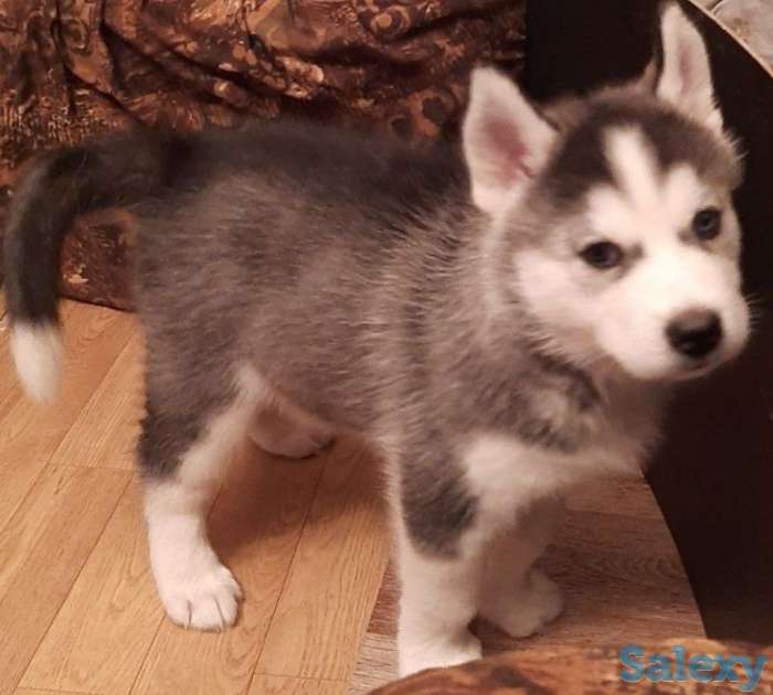 Щенки Сибирской Хаски, фотография 6