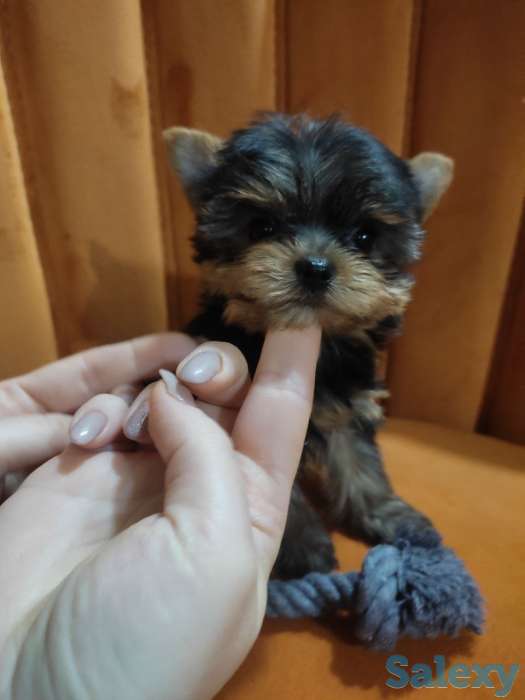 Продаются клубные щенки йоркширского терьера миники., фотография 1