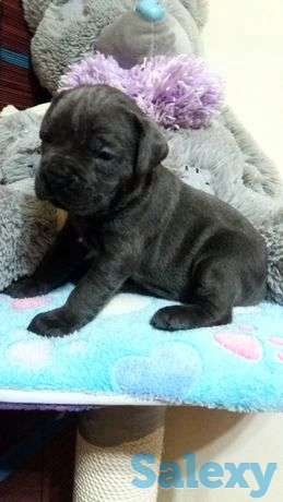 Шикарные щенки Кане Корсо, фотография 1