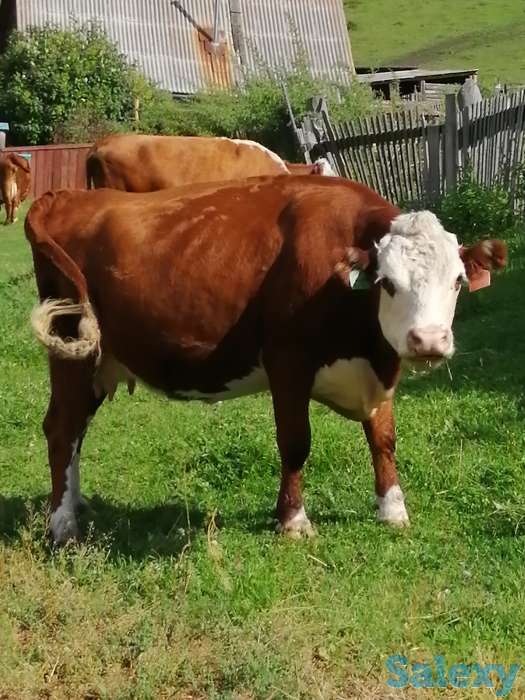 коровы, нетели,телки симментальской породы 2020 года, фотография 4