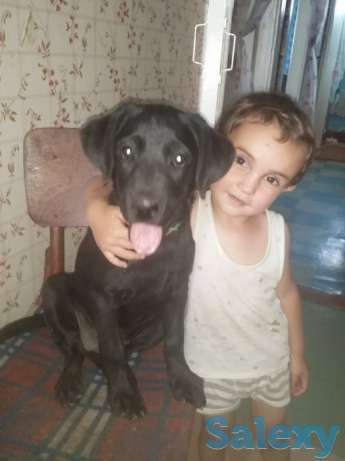 Срочно продается Алиментный лабрадор, фотография 1