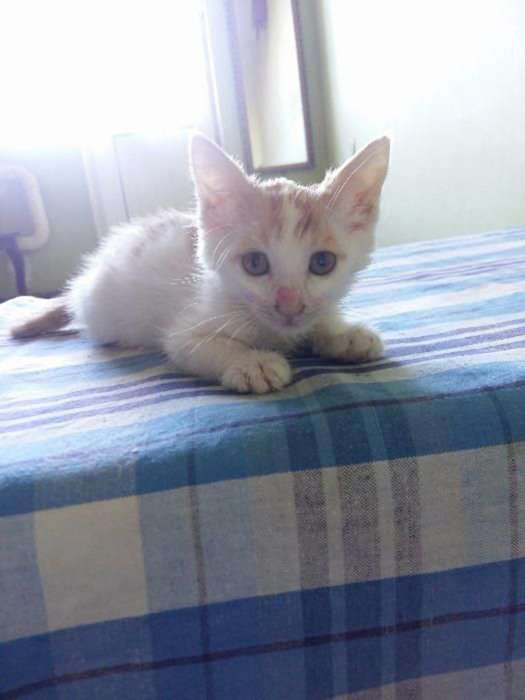 Отдам котят в хорошие руки!, фотография 4