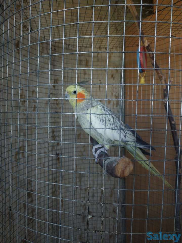 Продаётся попугай породы Корелла., фотография 1