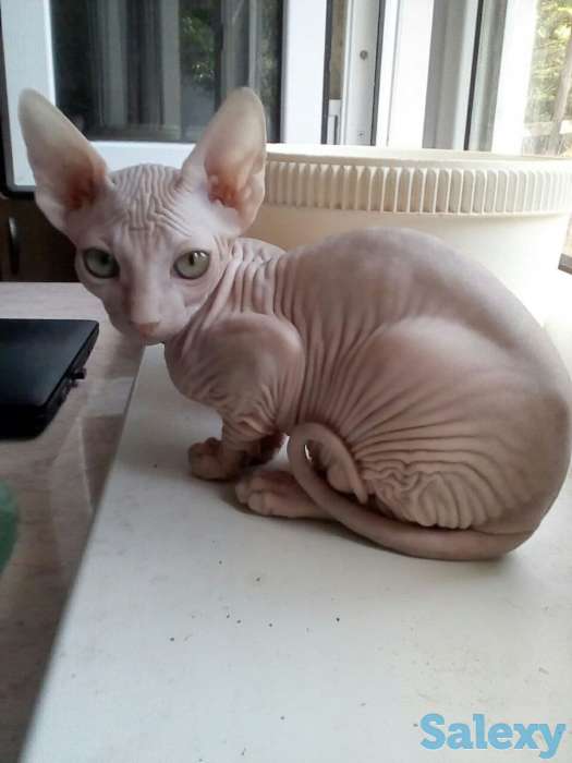 Элитные котята Канадского сфинкса, фотография 1