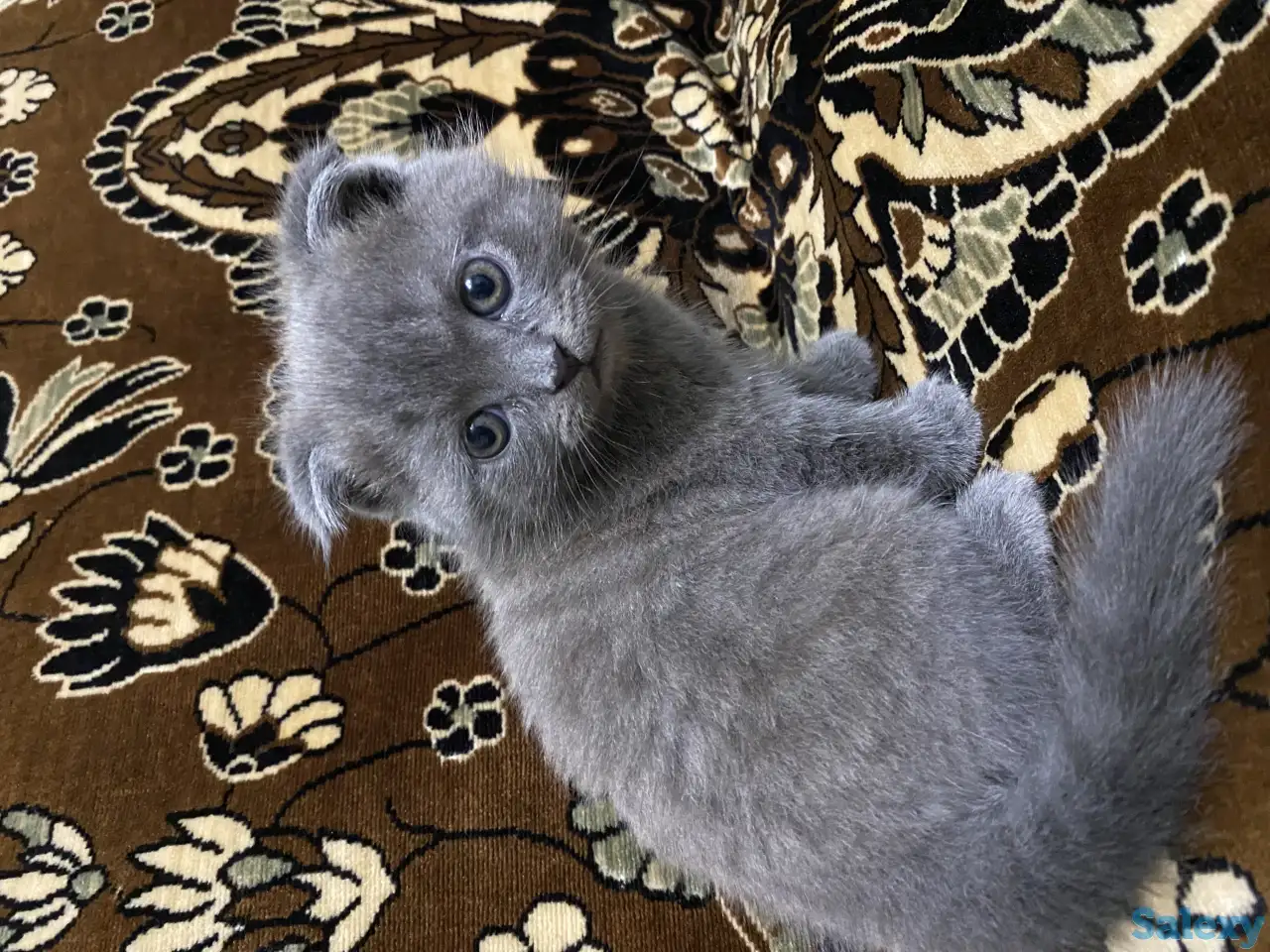 Продаётся Скоттиш-фолд котёнок, фотография 7