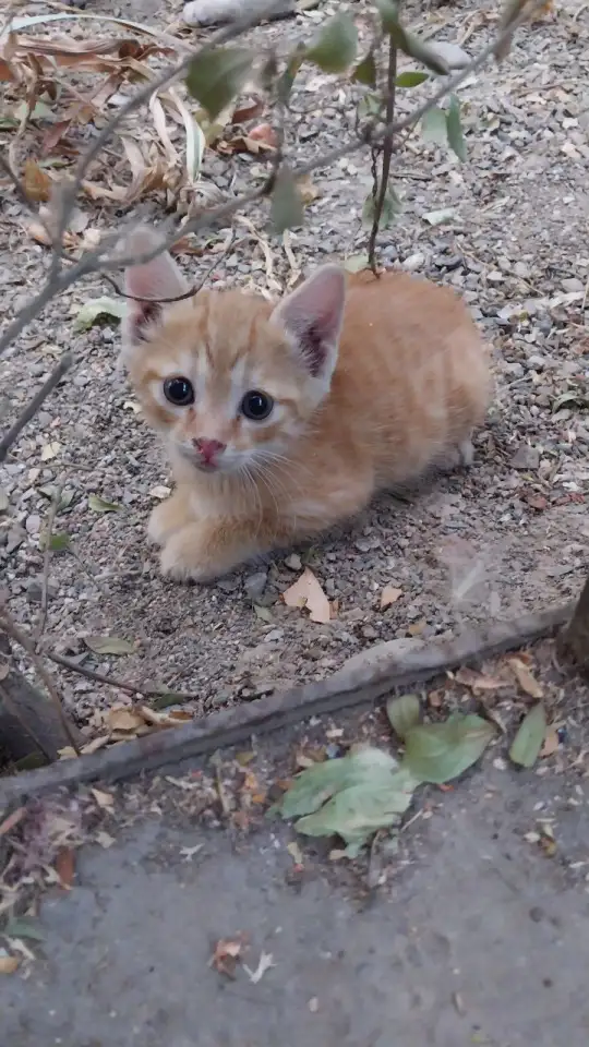 Котята в добрые руки, фотография 1