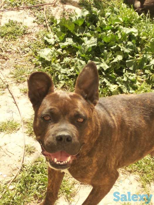 Стаффордширский терьер, фотография 3