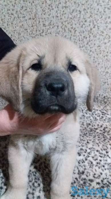 Щенки испнского мастиффа, фотография 1