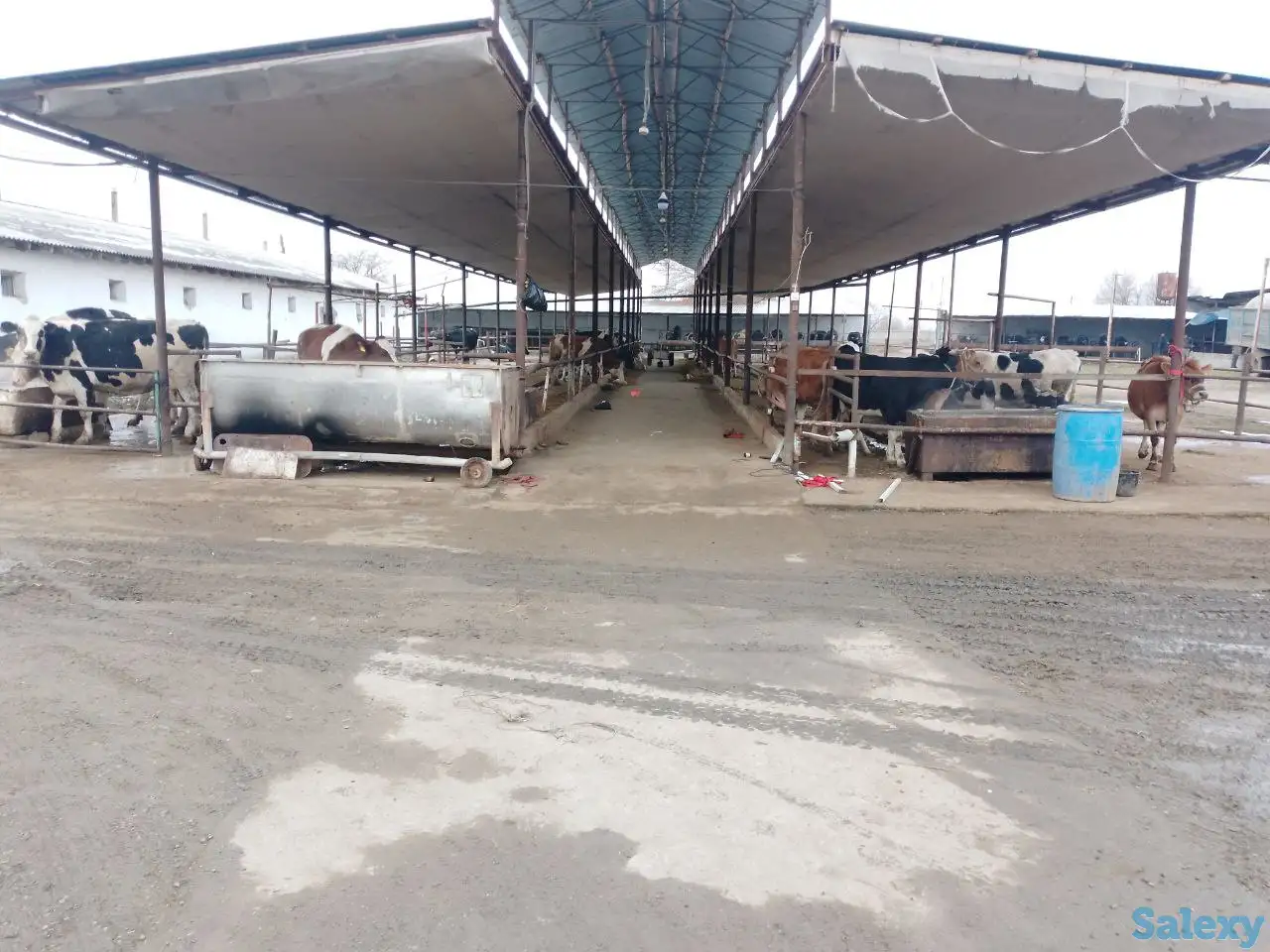 Ферма сотилади, область, Янгиюльский район, фотография 5