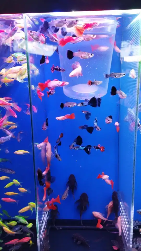 Аквариумные рыбки, фотография 3