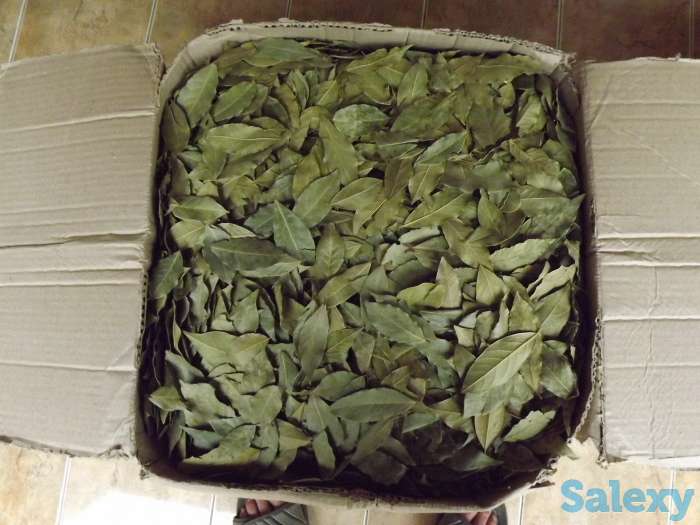 Лавровый лист и специи, фотография 3