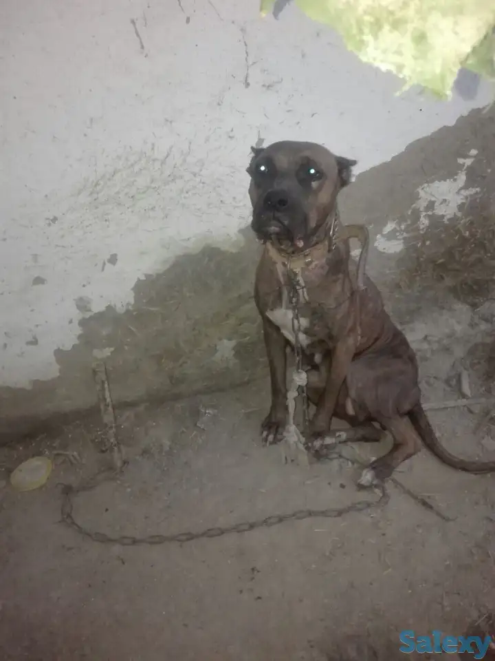 Продам собаку., фотография 2