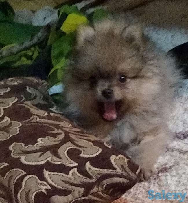 Померанский шпиц, фотография 1