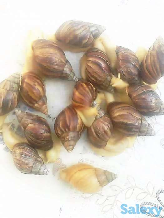 Продаются улитки., фотография 1