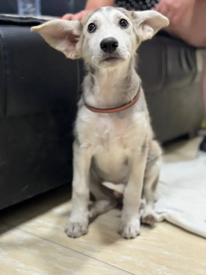 Отдам даром щенят порода Хаски с дворняжкой, фотография 2