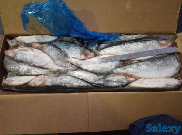 Замороженная рыба оптом минтай, горбуша, навага, сельдь ДЕШЕВО, фотография 9