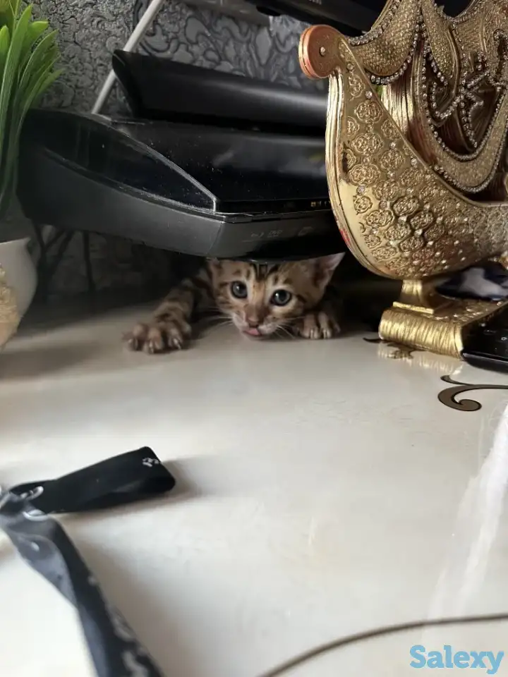 Бенгальский котенок, фотография 8