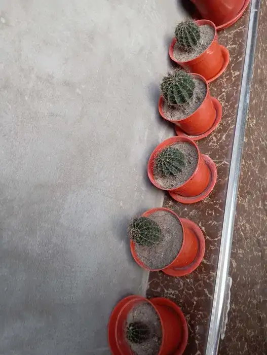 Срочно продам комнатные растения, фотография 7