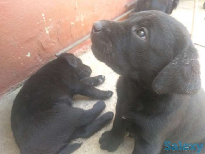 щенки лабрадора, фотография 2