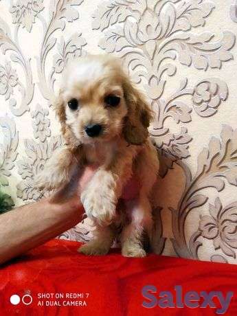 Девочка спаниель. Американка, фотография 1