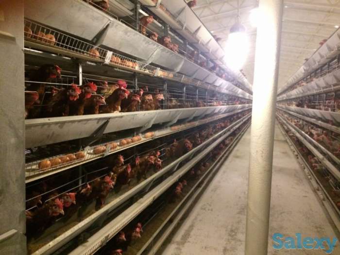 Бройлер - Климат-контроль, фотография 1
