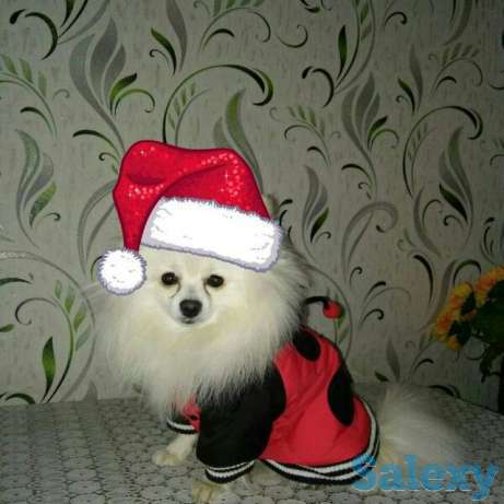 Ищем невесту для немецкого шпица, фотография 1