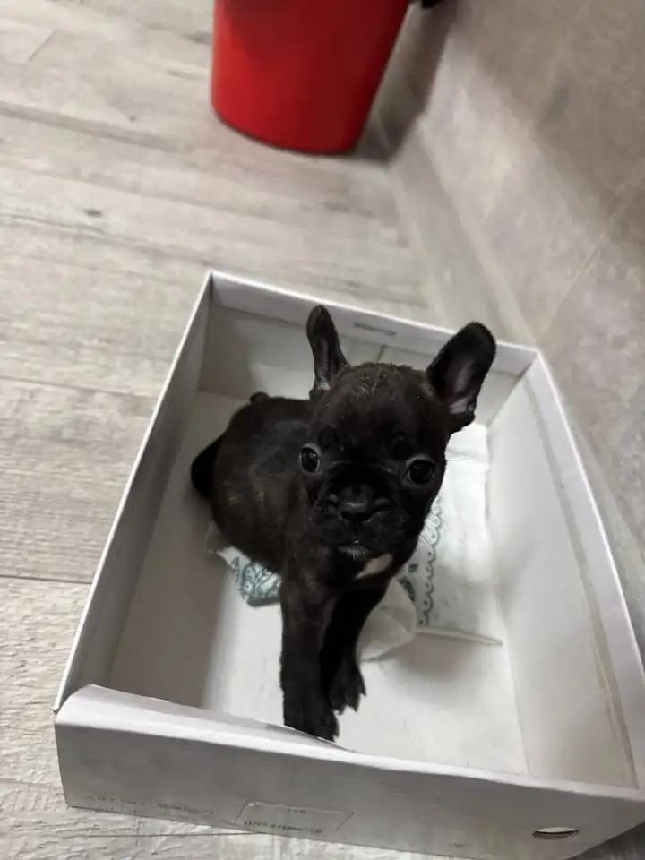 Французский бульдог, фотография 1