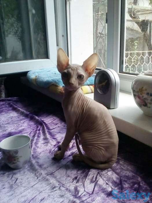 Элитные котята Канадского сфинкса, фотография 4