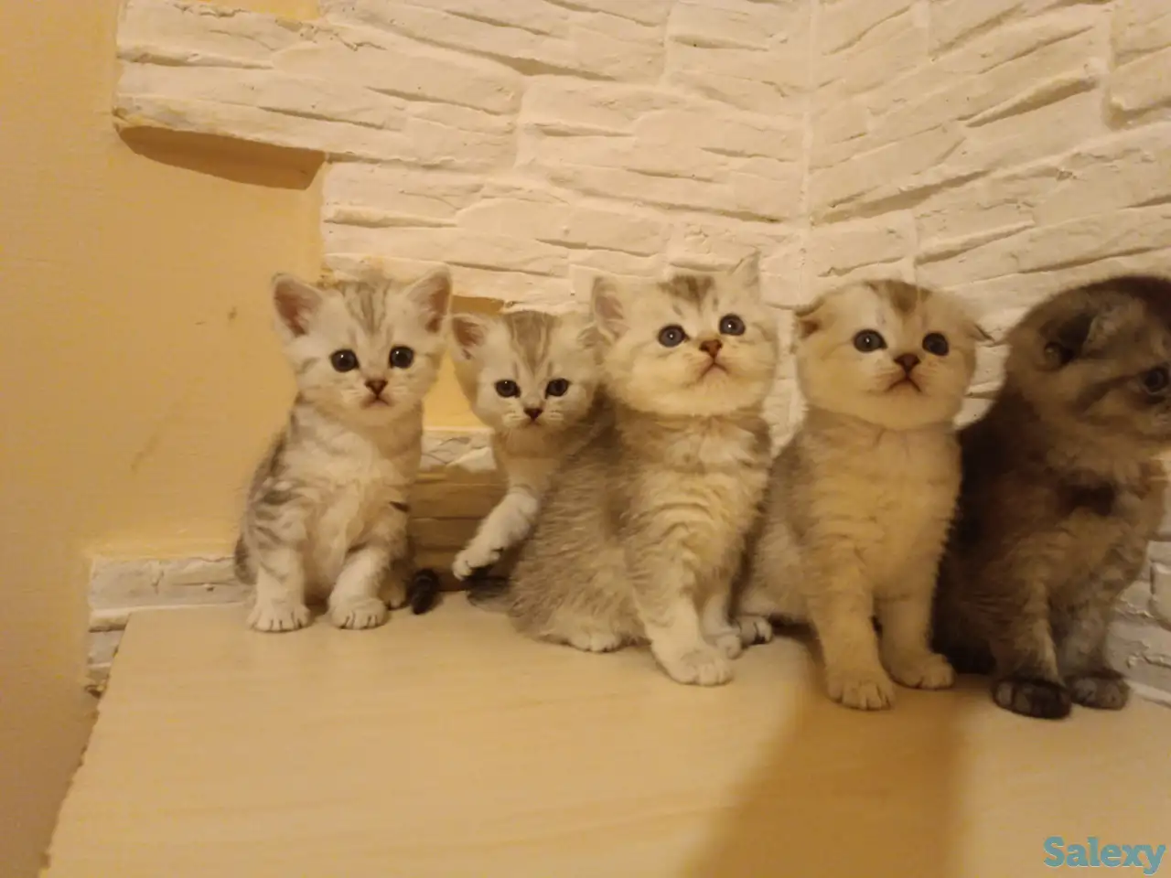 Котята Шотландцы.Серебристая Шиншилла, фотография 5