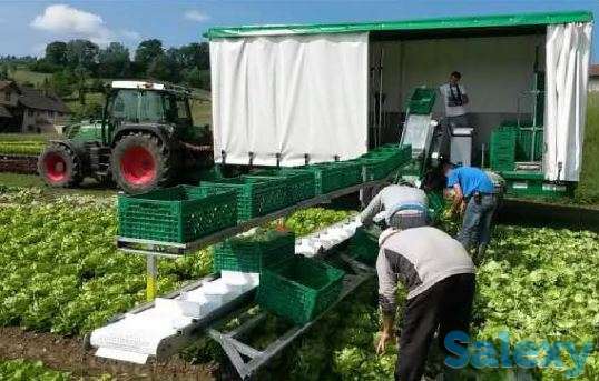 Технологические решения по СБОРУ УРОЖАЯ (Sweere), фотография 3