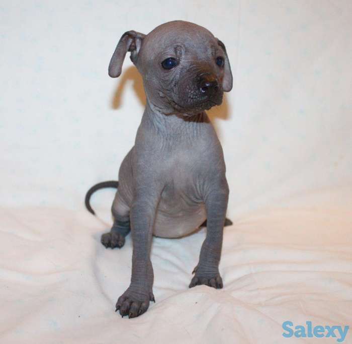 Щенки Ксолотицкунтли мини, фотография 5