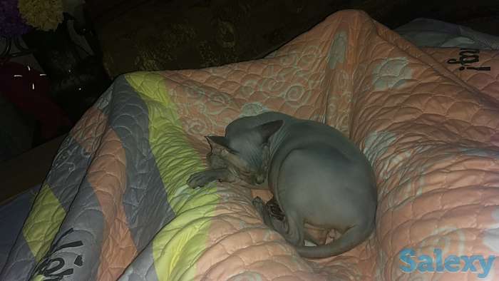 Продам кота породы канадский сфинкс, фотография 1