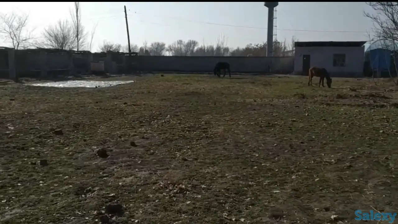 Сирдаре сувни буйида ер сотилади, Сирдарё вилояти Сирдарё тумани Шоликор МСГ, ул. Донгдор, дом 9, фотография 2