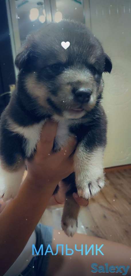 Продаются щенки Аляскинского маламута, фотография 2