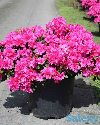Садовое растение Азалия японская (Azalea japonica) от Bahor Gullari!, фотография 2