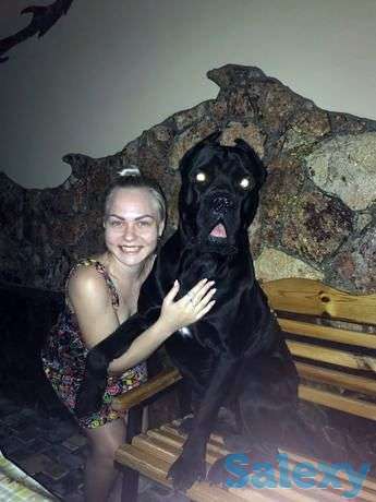 Продаются щенки КАНЕКОРСО из династии чемпионов, фотография 1