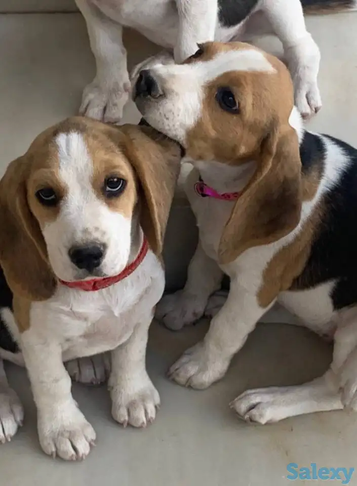 Продаются клубные щенки бигля, фотография 1