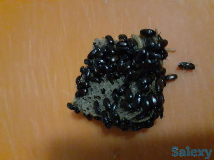 Польза для здоровья, фотография 1