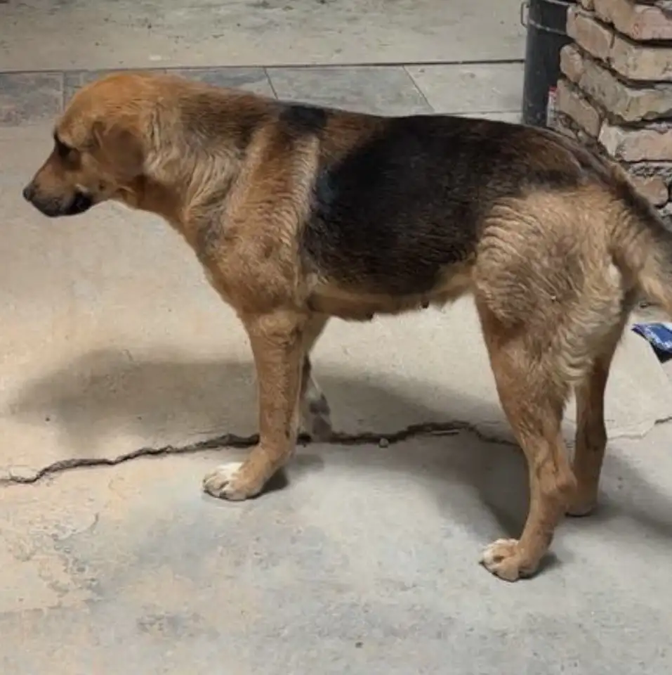 Продаются щенки, фотография 2