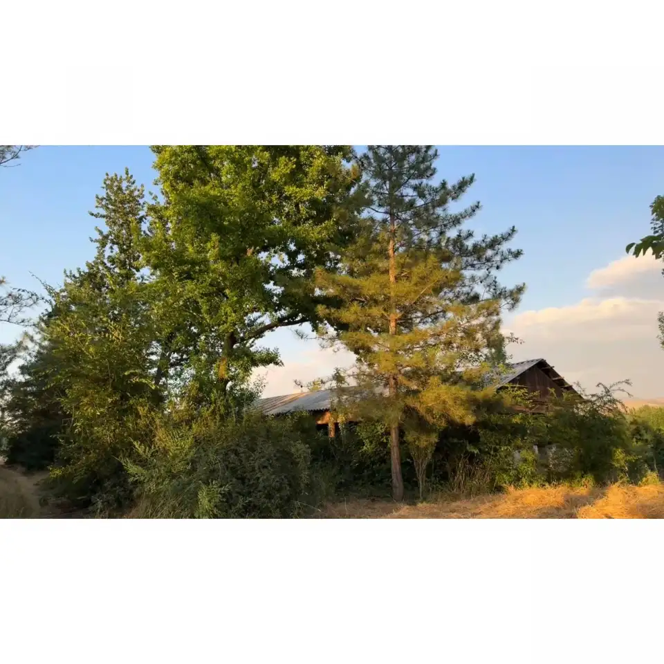 Бывший пионерский лагерь, Краснагорск, фотография 5