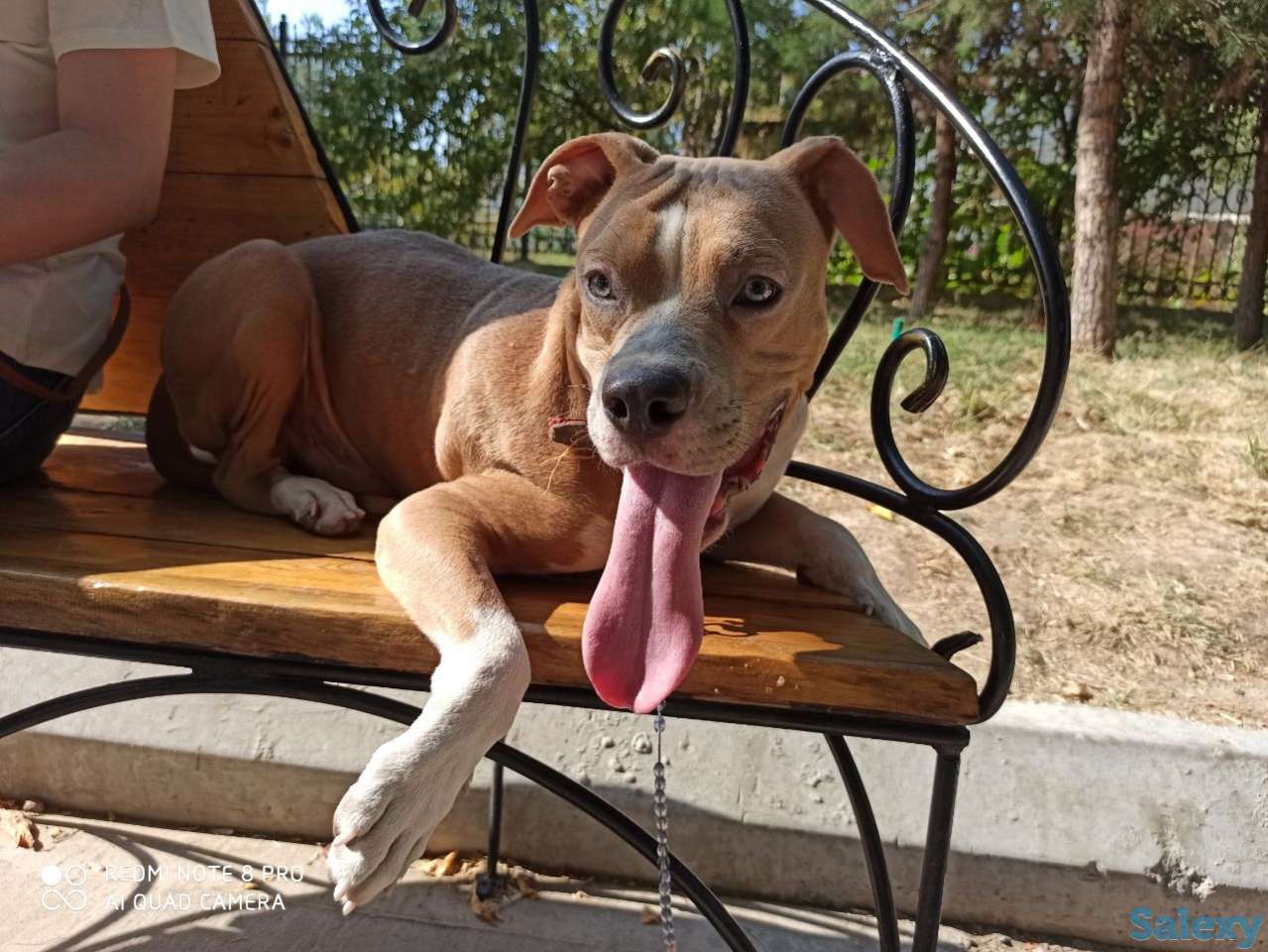 Стаффорд бесплатно, фотография 2